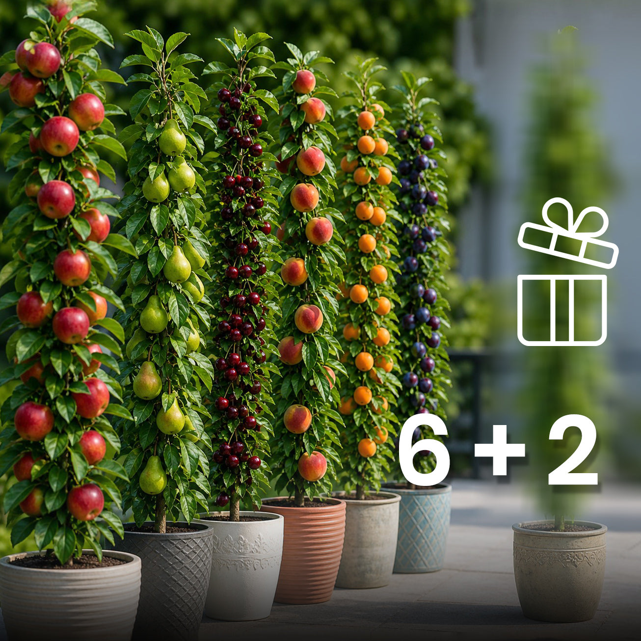 6 + 2 kolumnowe drzewa owocowe